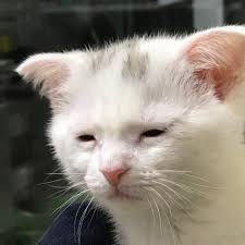 54bb7e3eb847120d5c89ed3ae31b3fbc_1744618969_0032.png